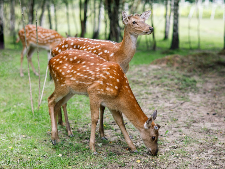 Первая оленья ферма открывается в Дмитровском округе