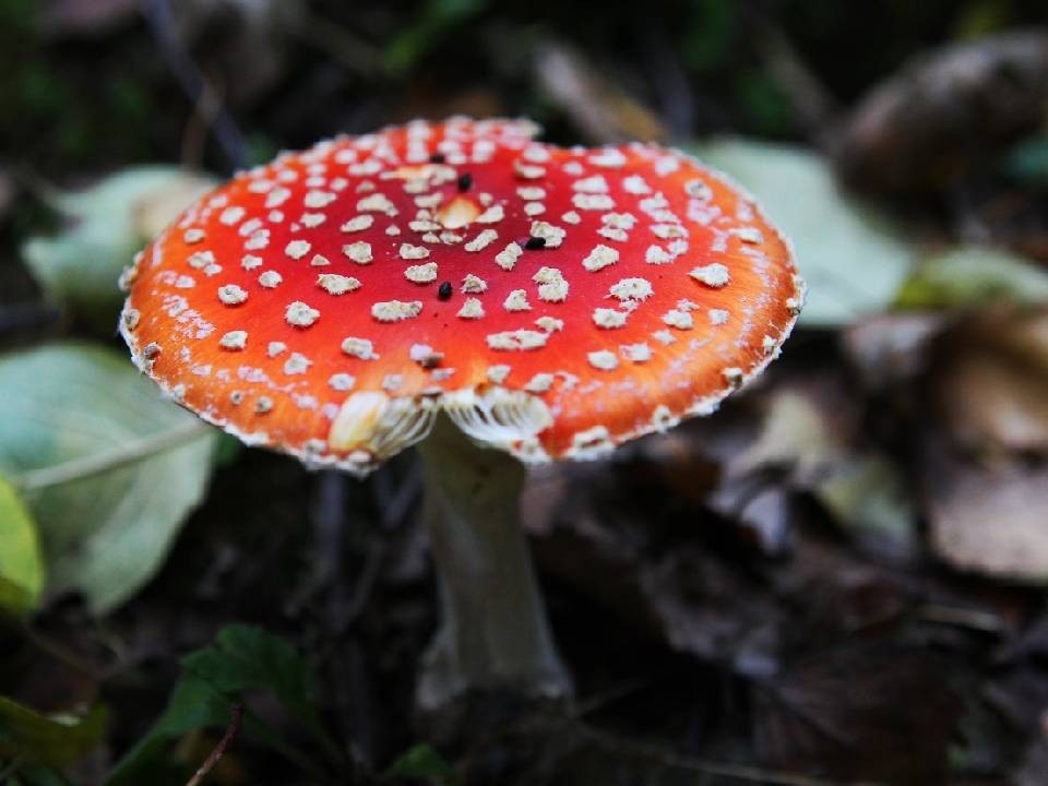 Подмосковный врач предупредила об опасности советов из интернета по применению сушеных мухоморов