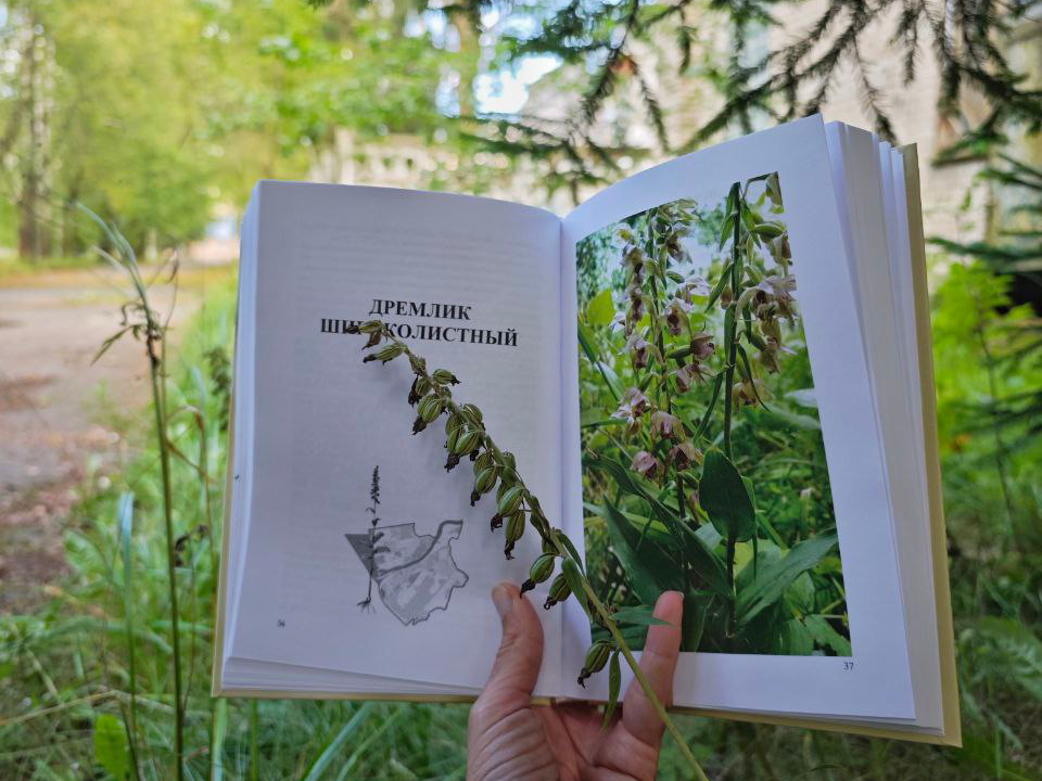 Ученые составили «красную книгу» растений подмосковной Дубны