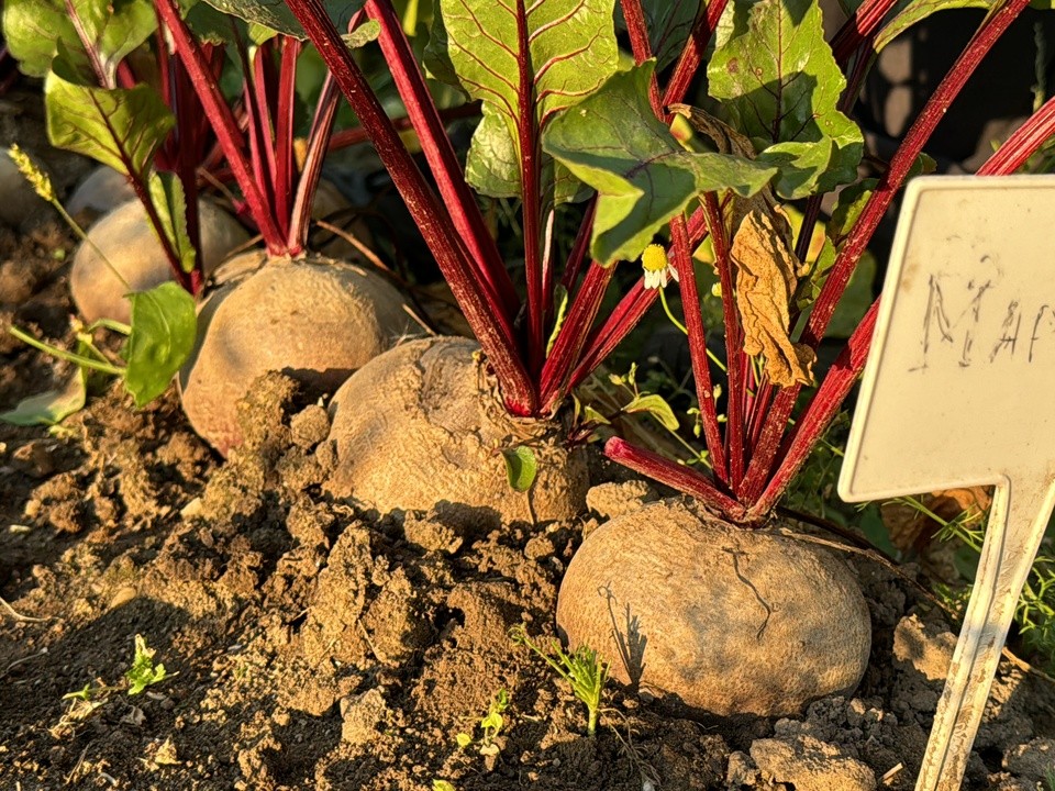 Огородница из Клина вырастила свеклу размером с пятилитровую бутылку