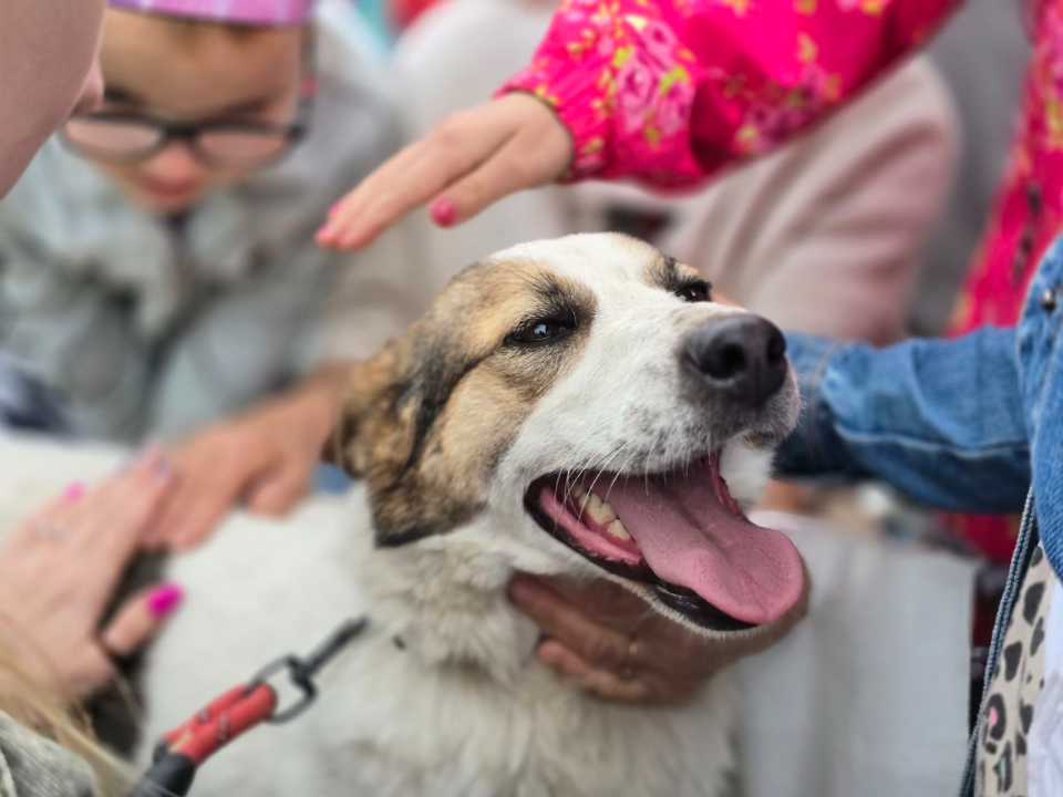 В Подольске ищут волонтеров для подготовки собак к выставке-пристройству