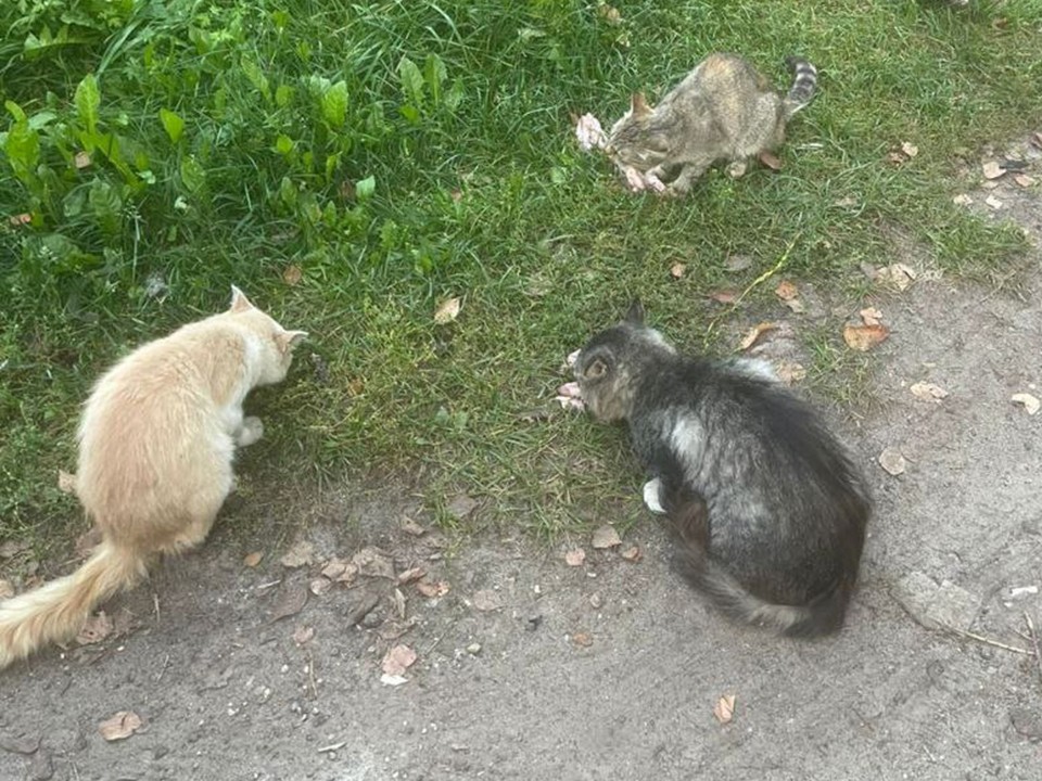 Уехавшие в новые квартиры жители Красноармейска бросили более 30 кошек