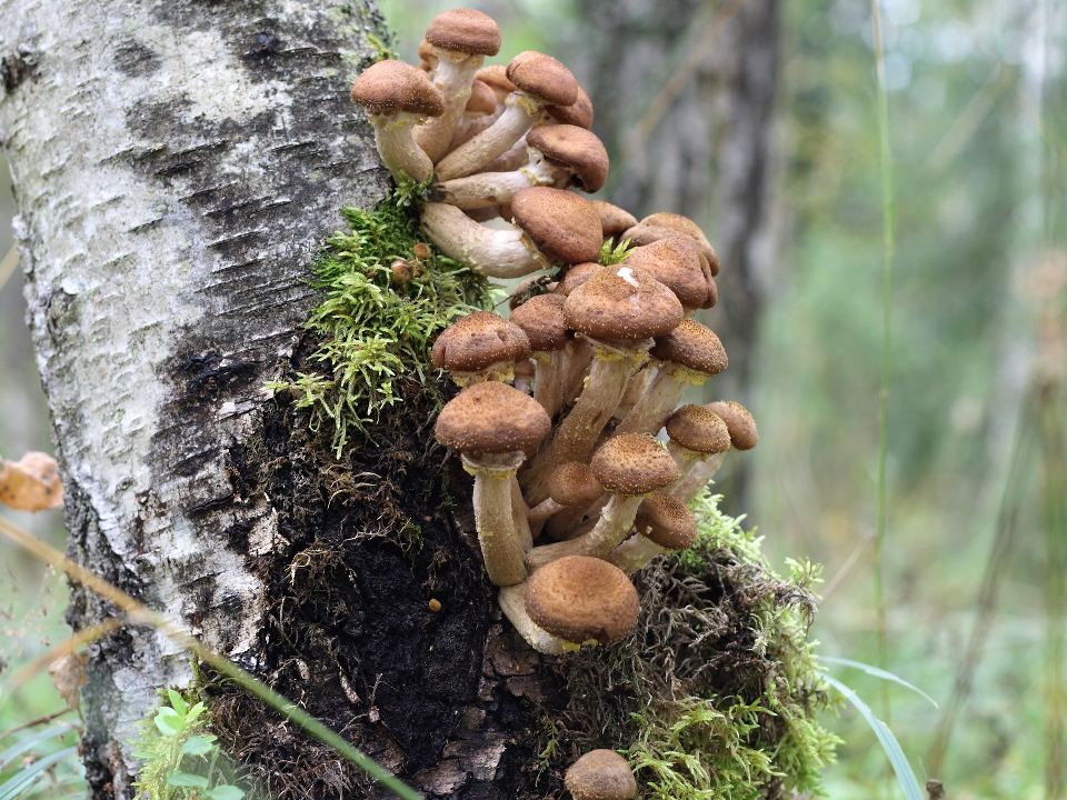 Полные корзины опят несут грибники из местных лесов