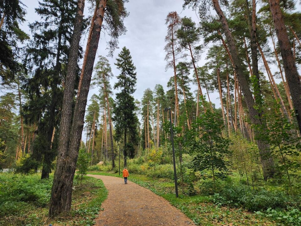 Уникальный парк «Банный лес» откроется в Красноармейске до конца сентября