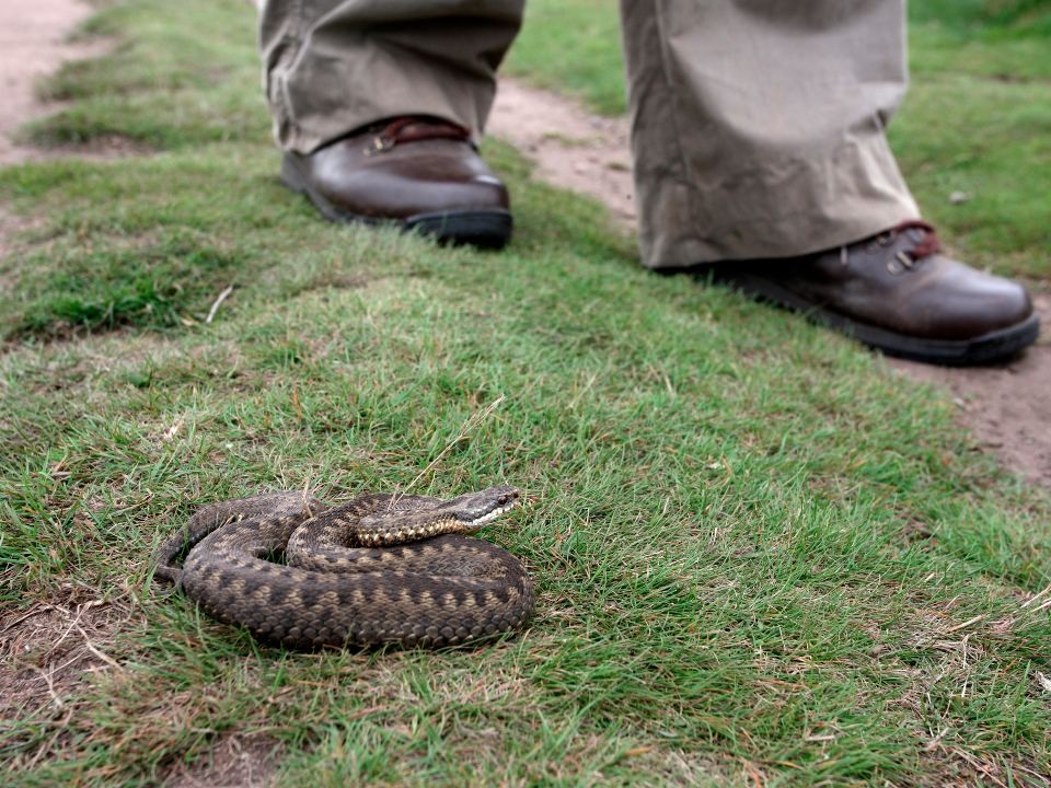 В районе станции Санаторная замечены гадюки