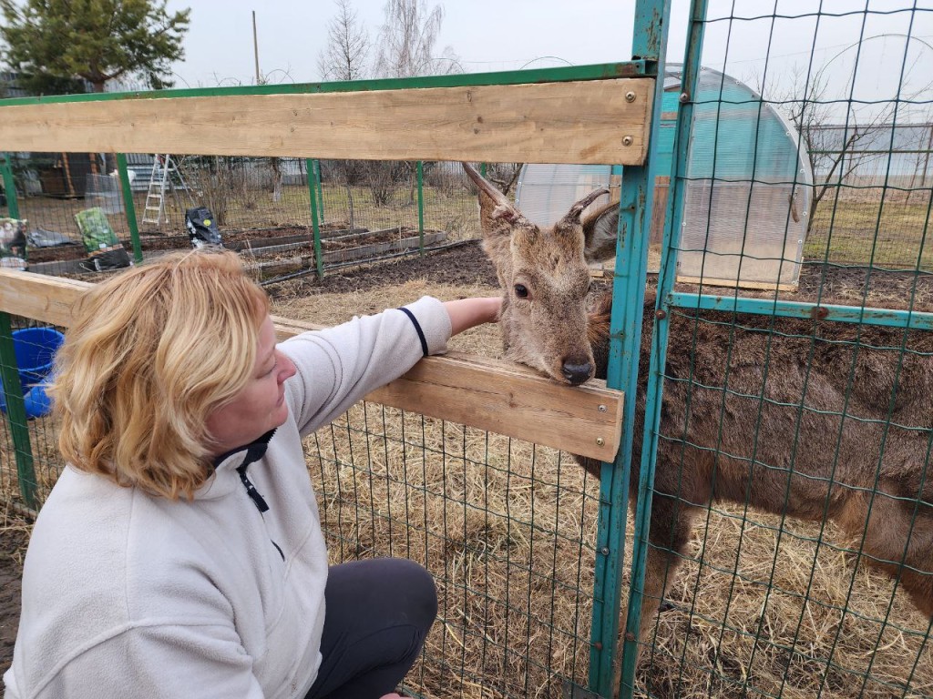 Пятнистые олени с фермы под Солнечногорском меняют летний наряд на зимний