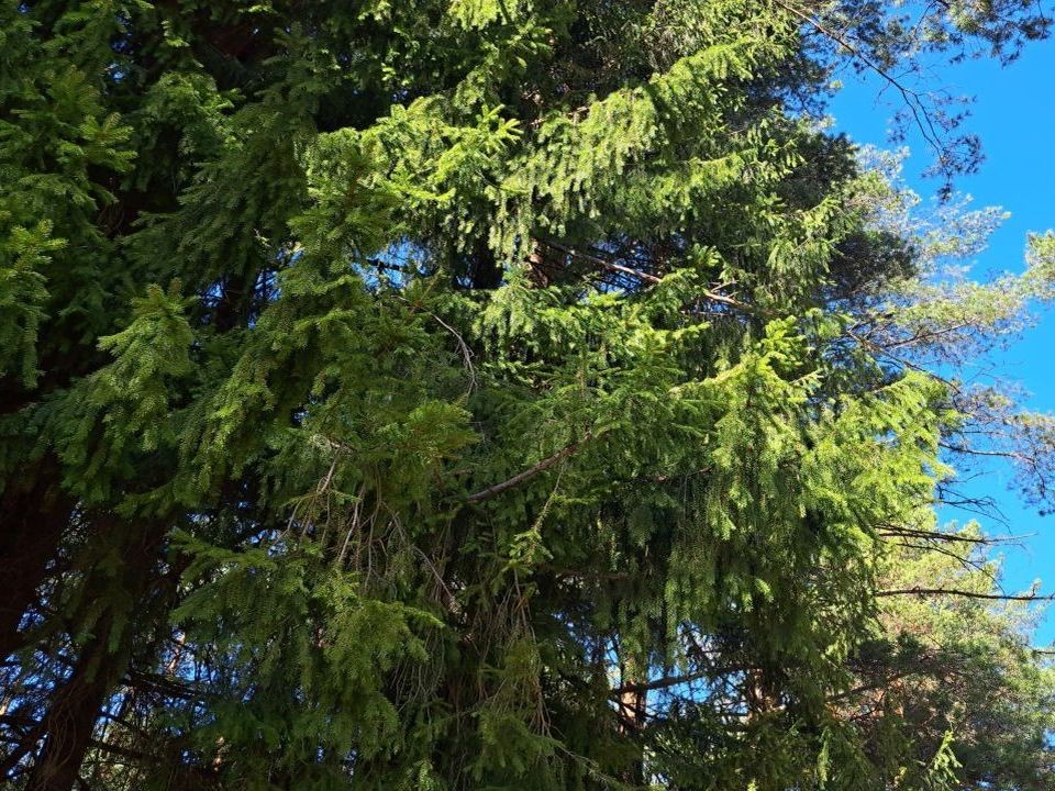 В Подмосковье ожидается III класс пожарной опасности в течение трех дней