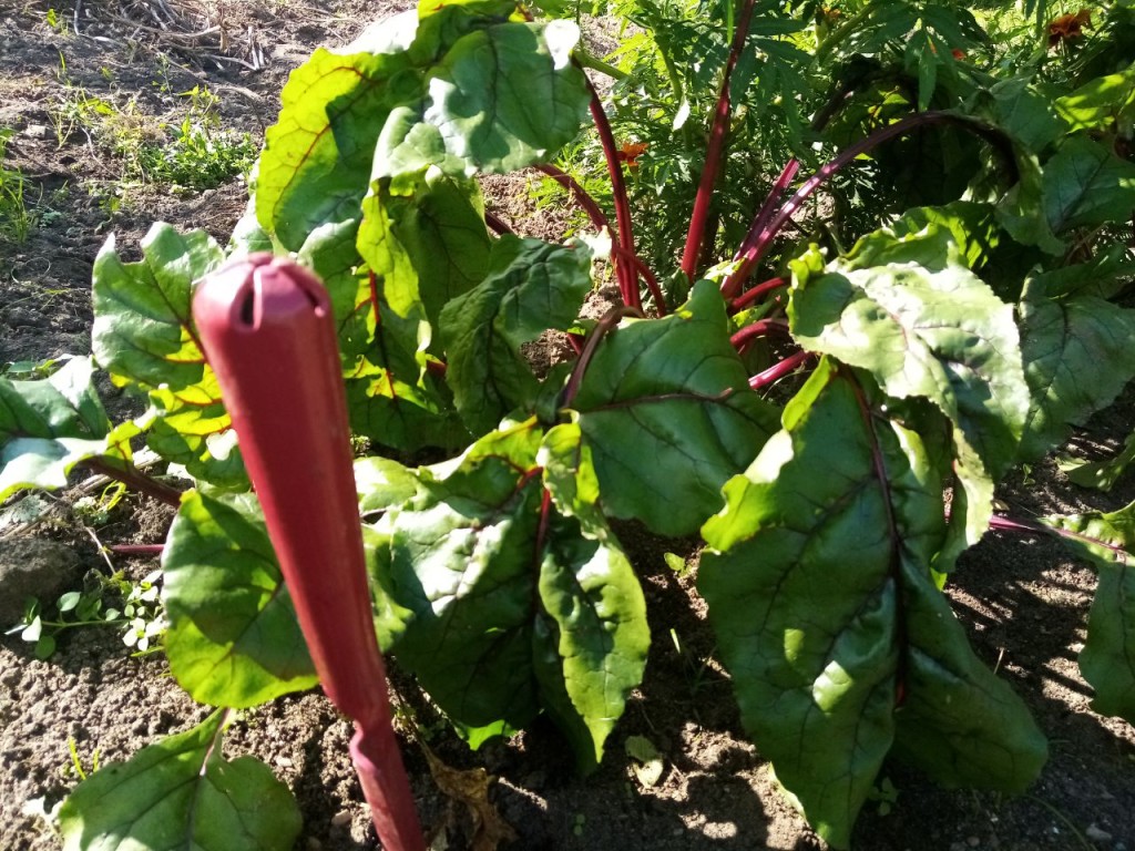 Какие работы важно успеть сделать на приусадебном участке