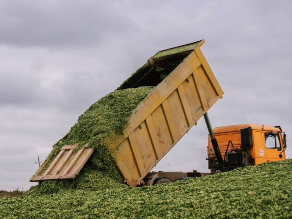 На полях племзавода «Повадино» идет уборка урожая