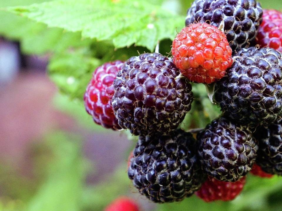 Не просто вкусно: подмосковный врач объяснила, как ежевика заботится о зрении, нервах и давлении