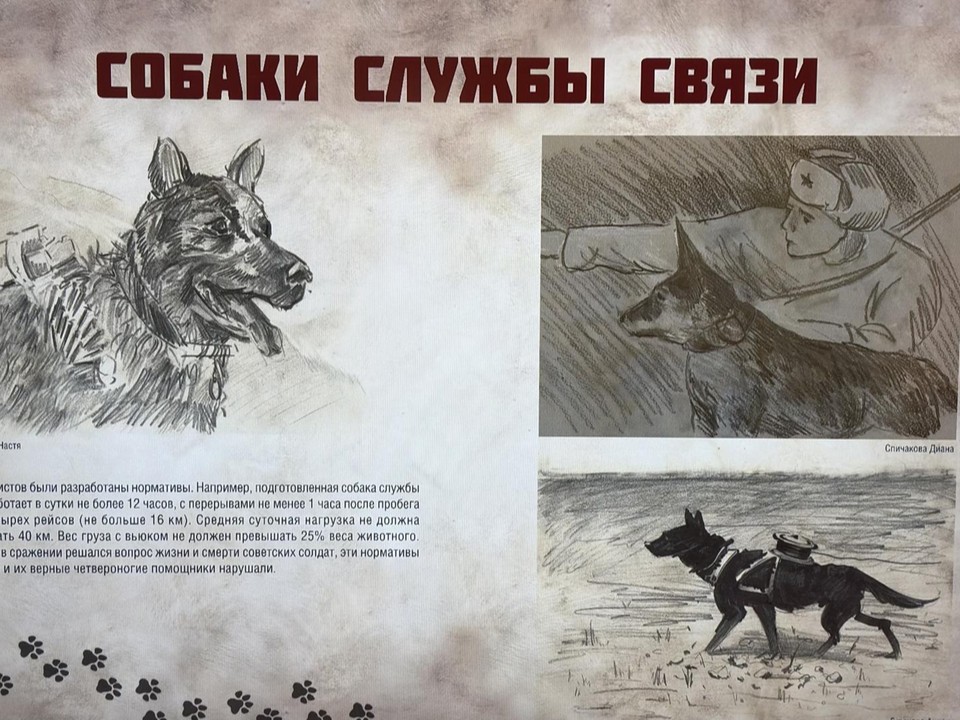 Четвероногих героев Великой Отечественной показали в Музее боевой славы
