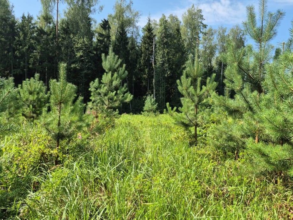 Битва за сосны и ели: как в лесах Ступина заботятся о молодых деревьях