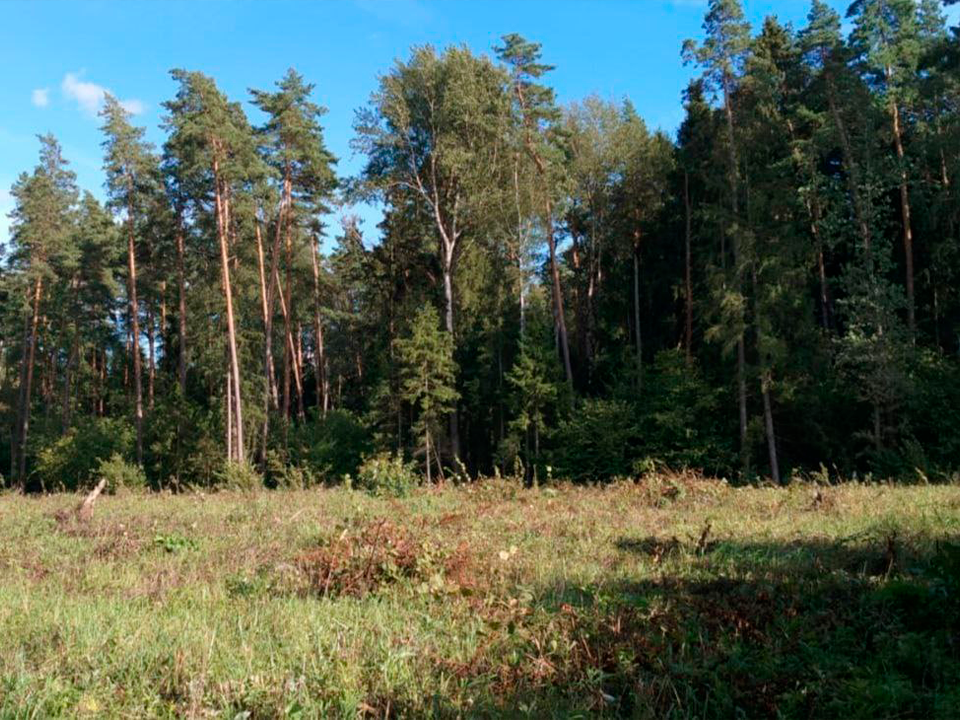 Зарайские лесничие спасли более шести га сосен от агрессивных «соседей»