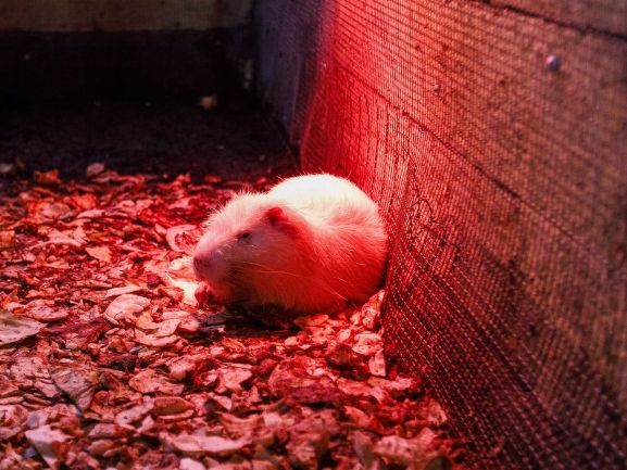 Травматолог рассказал, что делать при укусе грызуна, после случая в Нахабине