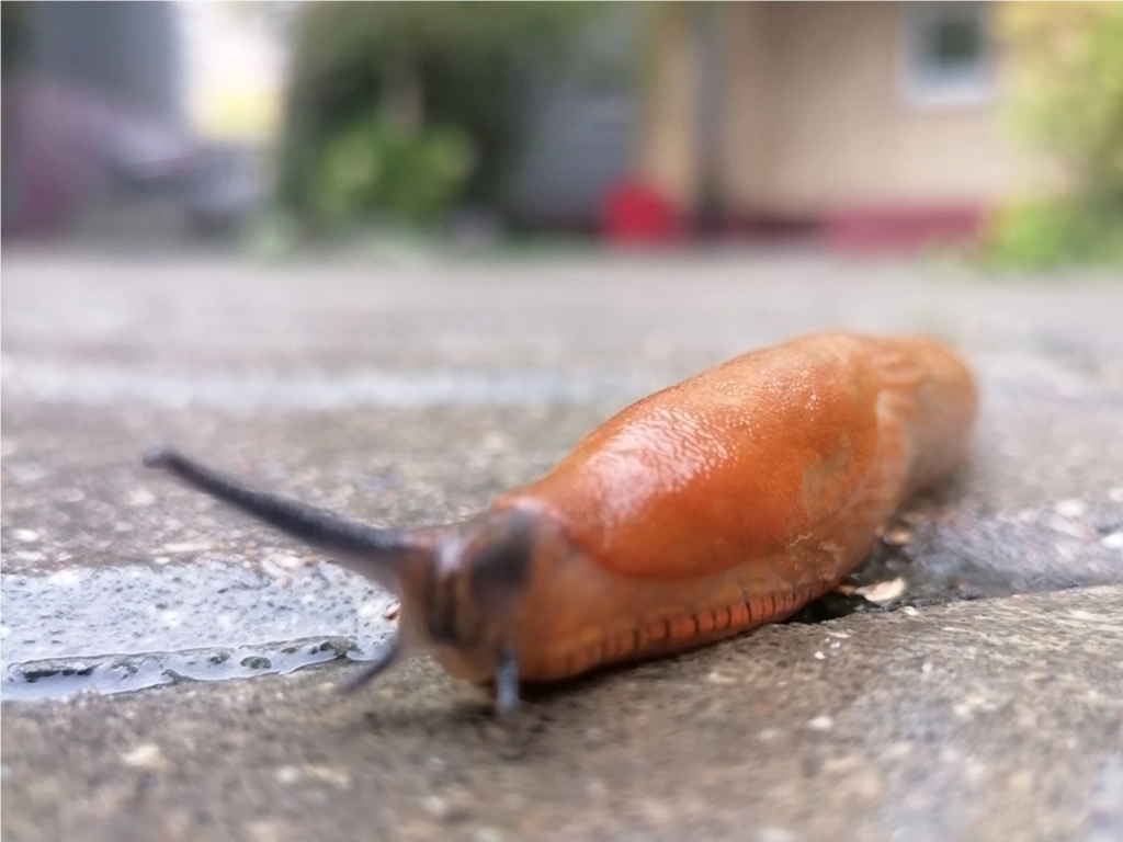 Слизни «модного» цвета расплодились в Подмосковье