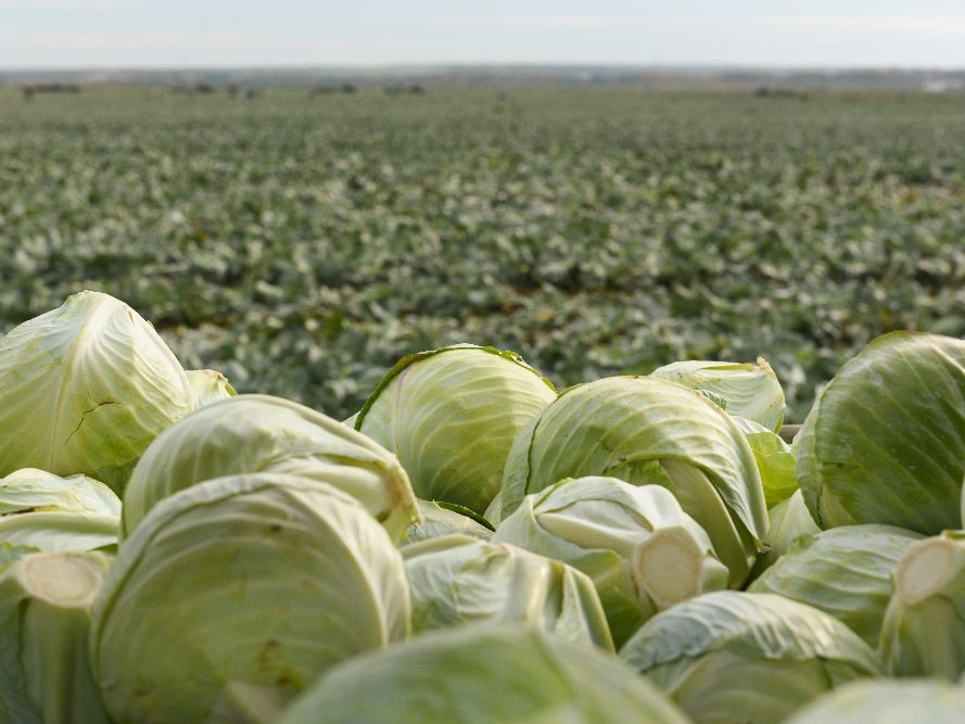 Федорины вечерки: пришло время квасить капусту