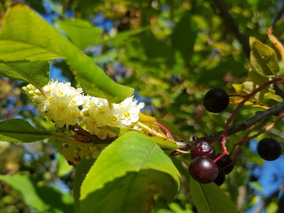 Черемуха в Кашире перепутала май с сентябрем и зацвела