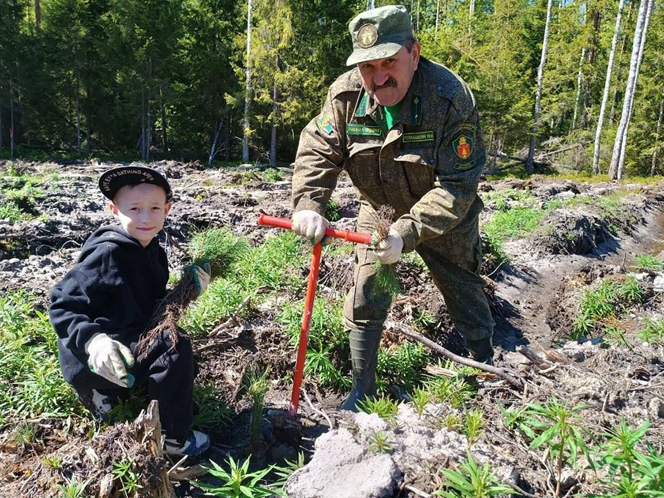 Молодые сосны высадят в Пушкинском округе участники экологической акции