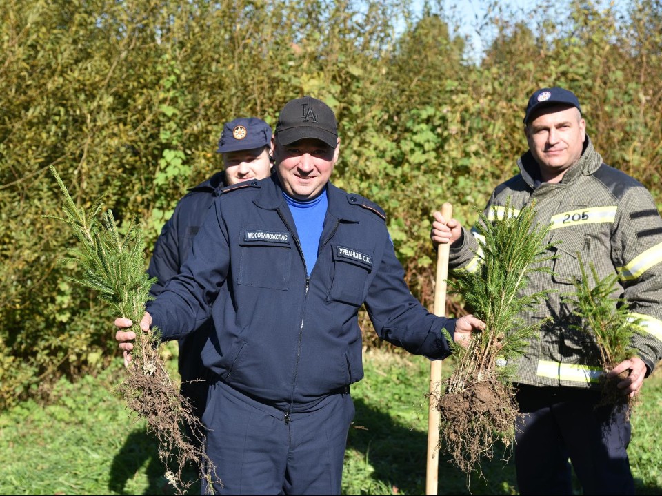 Пожарные высадили молодой лес в Лотошине