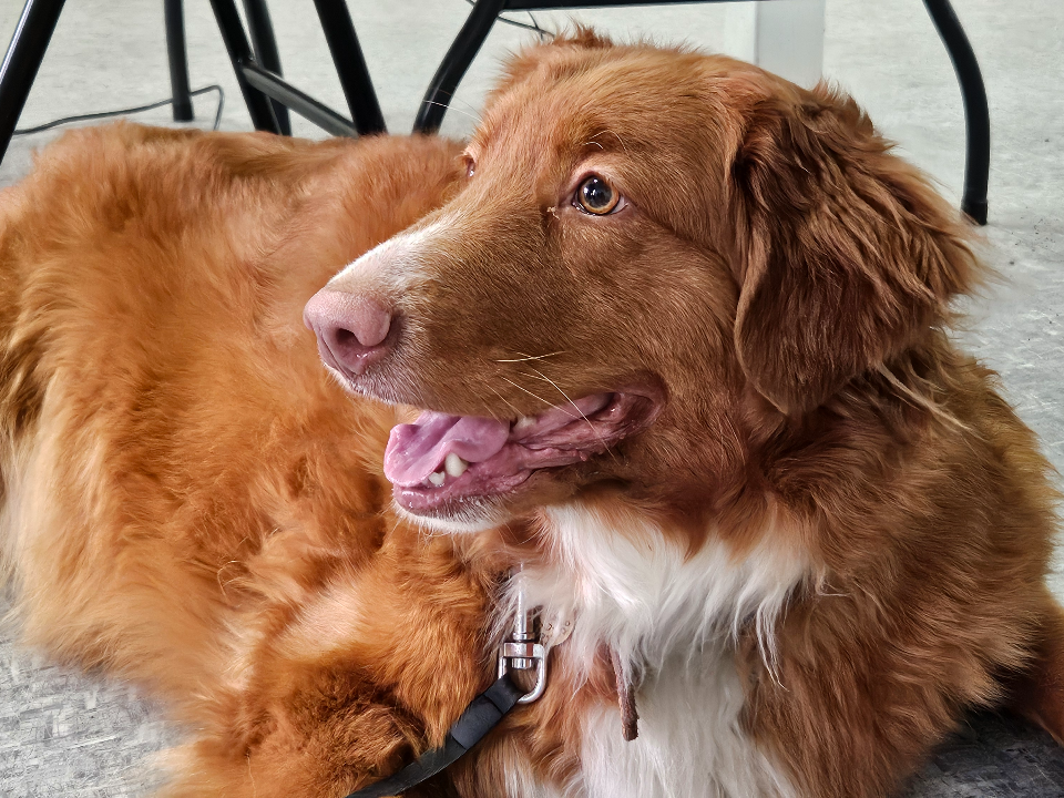 Привить от бешенства и зарегистрировать питомцев жуковчане смогут 2 октября