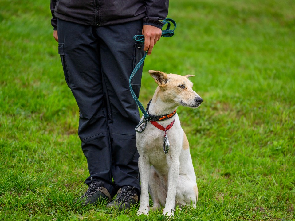 Детям могут запретить выгуливать опасные породы собак