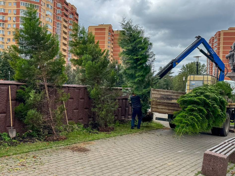 Новые туи посадили у мемориала летчику Антохину в Селятине