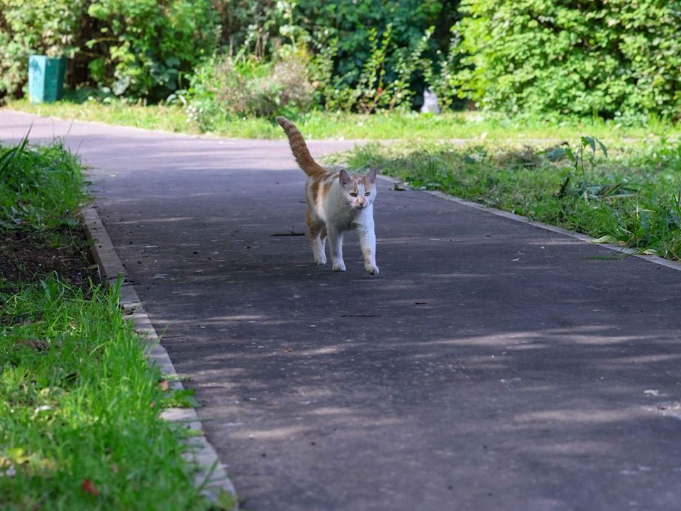 Новые тротуары, скамейки и фонари появились во дворах Подольска