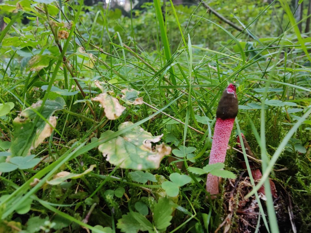 «Ведьмины яйца» обнаружены в лесах Одинцово