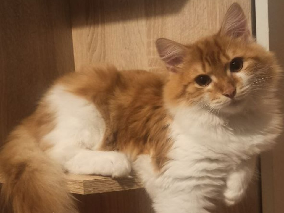 Игривые котята ищут дом в Лотошине