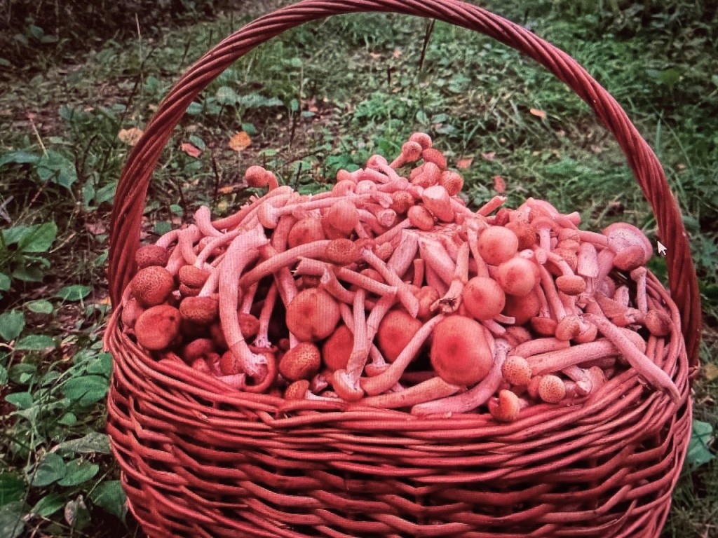 В этом году на всех хватит: в лесах Воскресенска жители собирают полные корзины опят