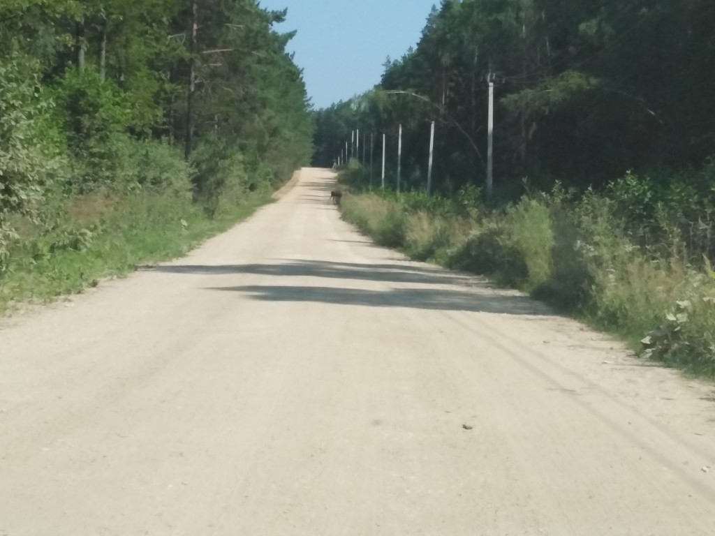 Лосенка заметили на дороге в пригороде Егорьевска