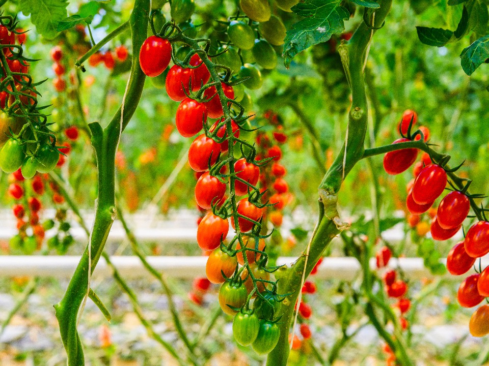 Дачникам раскрыли секреты долгого хранения томатов после осеннего сбора