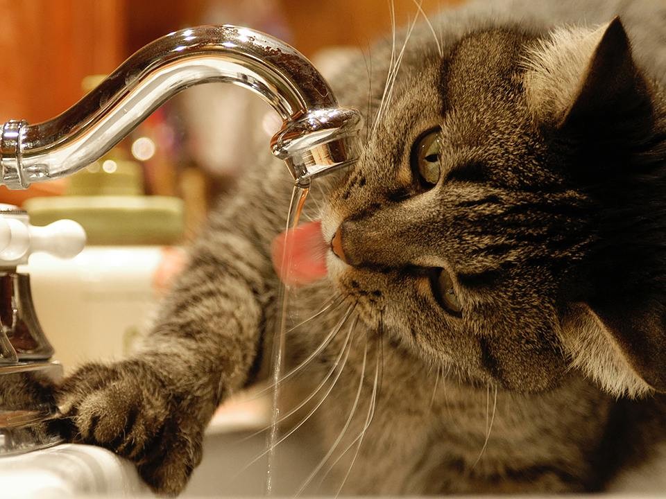 СМИ: в Дмитровском округе появился живодер