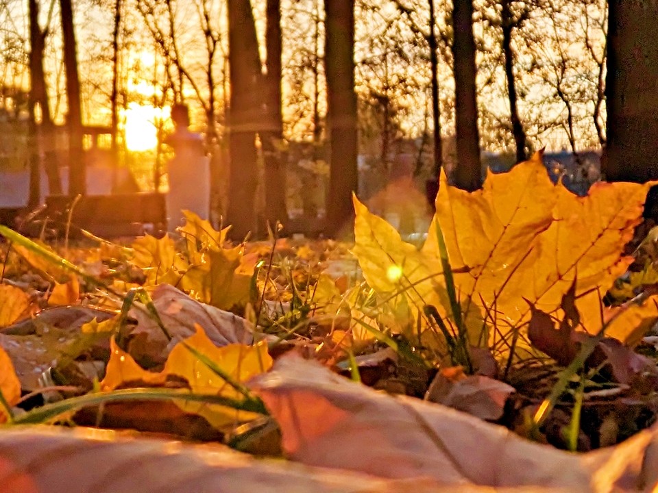Клены обнажаются раньше срока: что говорят приметы и эксперты
