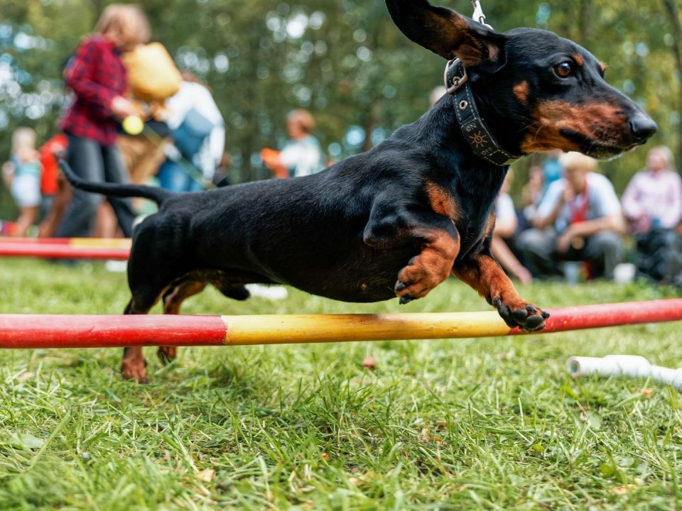 В Электростали у «Кристалла» появились каток, качели и площадка для выгула собак