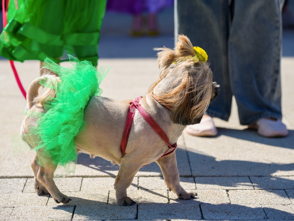 В городском лесу Домодедова состоится фестиваль любителей собак