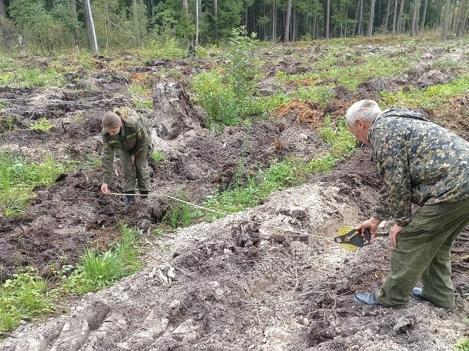 В Чернореченском лесничестве началась подготовка к посадке молодых деревьев