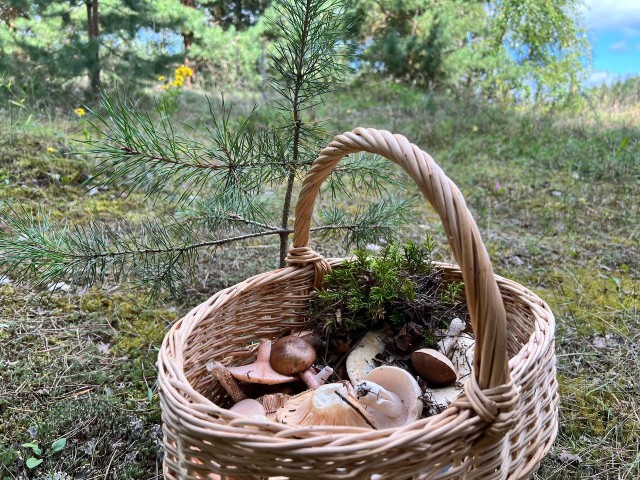 За час – полная корзинка: грибное изобилие Подмосковья — от белых до экзотических зонтиков