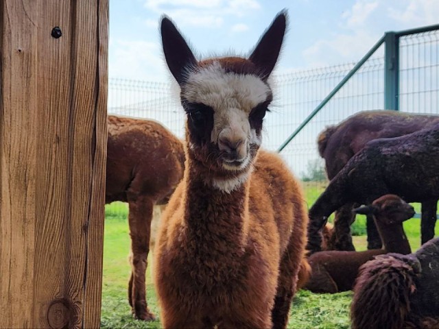 День Иова Почаевского, Анны Скирдницы, альпака отмечают 10 сентября