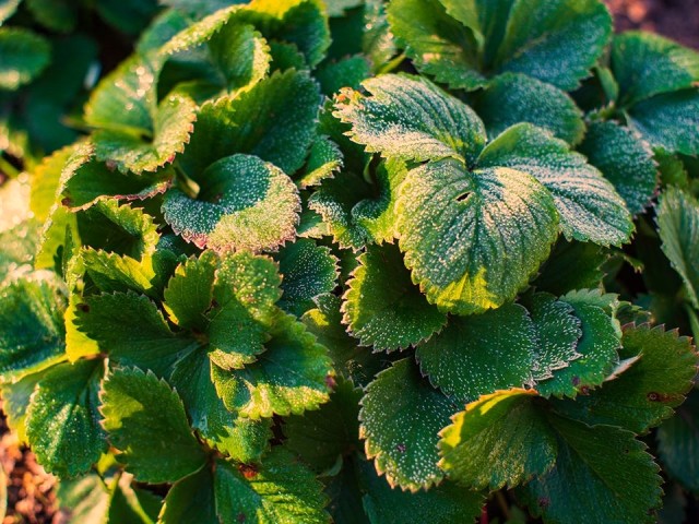 Переменчивая погода с дождями и заморозками ожидается в Чеховском районе