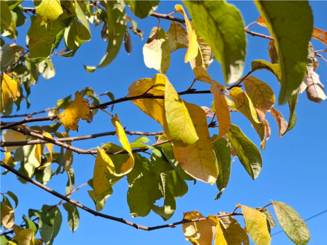 «Не ругайтесь. Такое дело…»: какие стихи Есенина выбирают подростки в наукограде