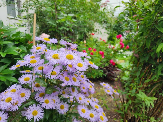 Жители создали цветущий оазис под окнами многоэтажки на улице Степанова