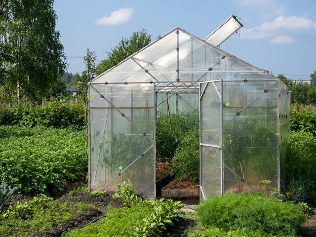 Дачникам назвали простые способы подготовить теплицу к следующему сезону