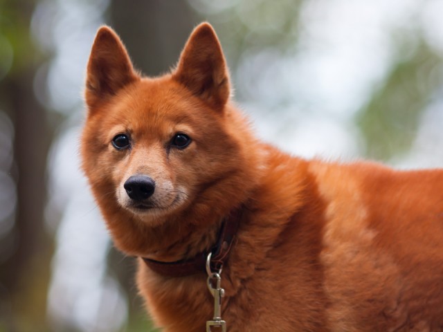 В Васютине ищут потерявшуюся в лесу финскую лайку