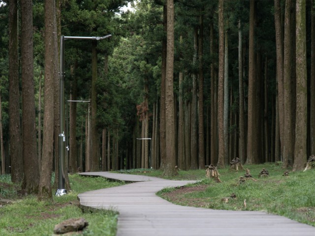 Вместо асфальта в Сосновом бору сделают дорожки из дерева