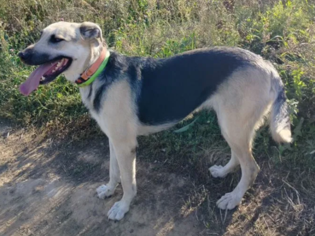 И крыс ловит, и приключений жаждет: в Лыткарине ищет дом охотница Зося