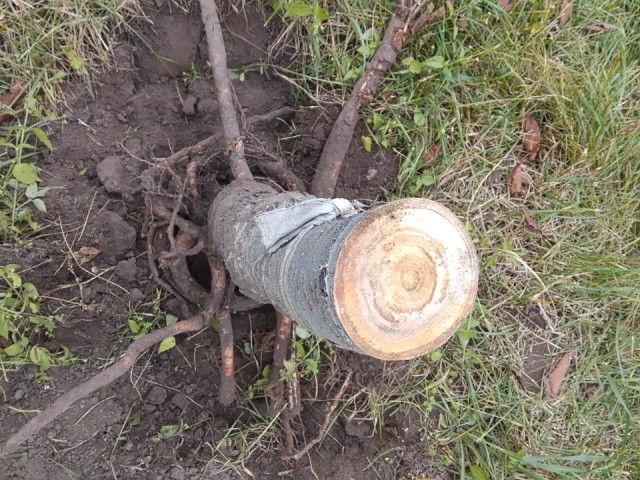 «Земля все помнит»: экстрасенс рассказала, как остановить гибель деревьев при конфликте с соседями