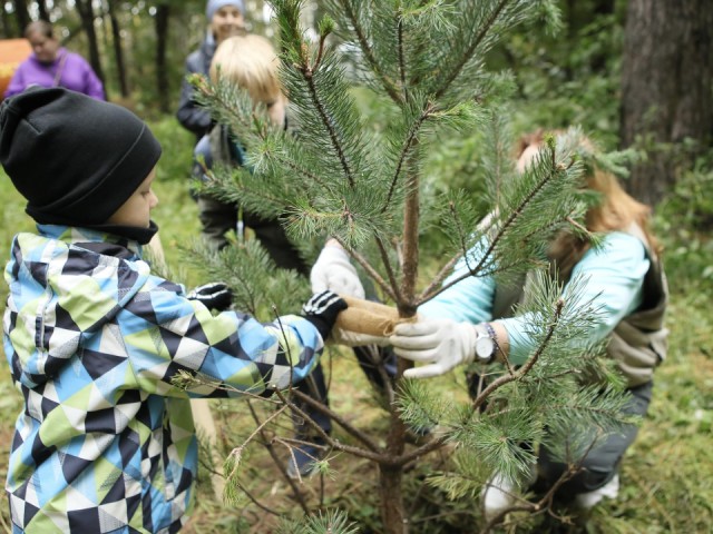 В Нижнем Комитетском лесу Королева высадили молодые сосны