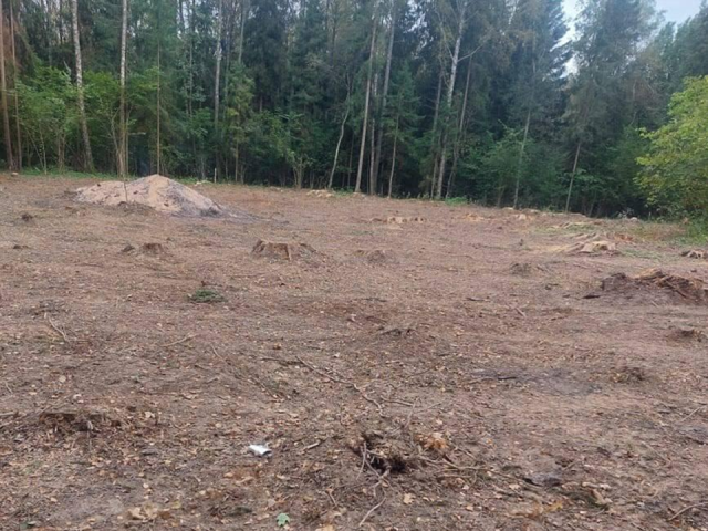 В лесу под Истрой начались работы по лесовосстановлению