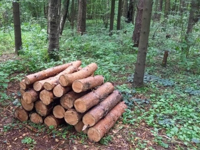 В Истре расчистили лес от старых и больных деревьев